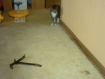 Padding under carpet