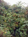 Blackberry bushes in the back yard.