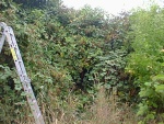 Blackberry bushes.