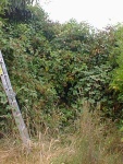 Blackberry bushes.