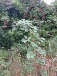 More blackberries.