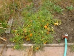 My tomatos.