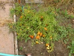 My Roma tomato plants.