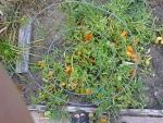 My tomatos.