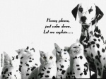DALMATIO