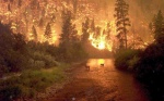 Forest Fire
