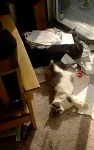 kitty